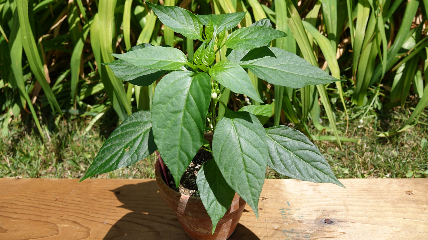 Starter Plants