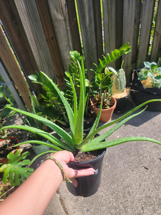 Aloe Vera