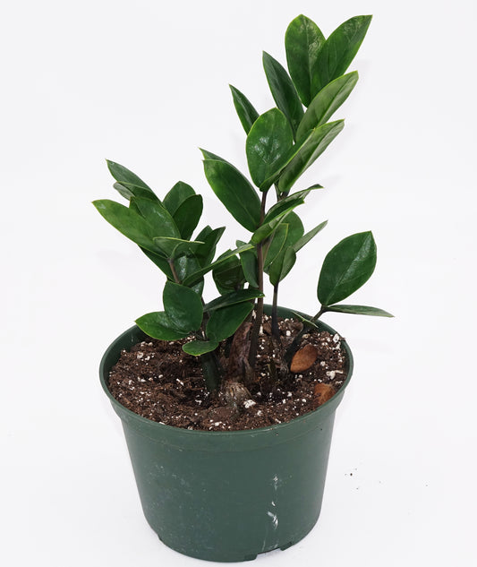 ZZ Plant (Small)