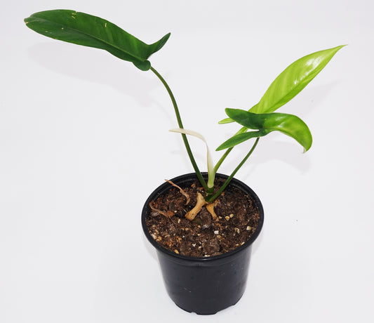 Immature Philodendron Code 69686 *Growers Choice*