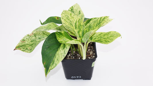 Snow Queen Pothos *Growers Choice*